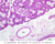 b44 submandibular gland 20x labeled.jpg