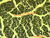 a86 sciatic nerve cross 40x labeled.jpg