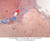 b65b neurohypophysis pituitary 2x trichrome labeled.jpg