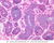a73 sero-mucous glands larynx 40x labeled.jpg