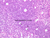 a32c high endothelial venule lymph node 40x labeled.jpg