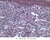 a37 reticular cells 40x labeled.jpg