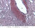 a37 trabeculae spleen 20x retic labeled.jpg