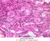 b94b primordial follicle ovary 40x labeled.jpg