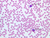 a100 6 blood smear 40x wright labeled.jpg