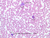 a100 4 blood smear 40x wright labeled.jpg