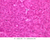 b36 acinar cells pancreas 40x labeled.jpg