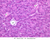 b36b intercalated duct pancreas 40x labeled.jpg