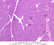 b36 interlobular duct pancreas 10x labeled.jpg