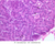 b36 intralobular collecting duct pancreas 40x labeled.jpg