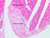 a25b purkinje fibers cardiac muscle 20x labeled.jpg