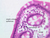 b12 macrophage jejunum 40x labeled.jpg
