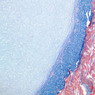 A6, Costal Cartilage, 10x (Aniline Blue)