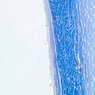 A6, Costal Cartilage, 20x (Aniline Blue)