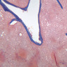 A36, Spleen (Sinus), 2.5x (Aniline Blue)