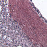 A37, Spleen, 40x (Reticulin)