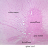 Neural Tissue