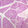B44, Submandibular Gland, 2.5x (H&E)