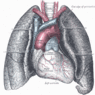 GrossAnatomy_Respiratory